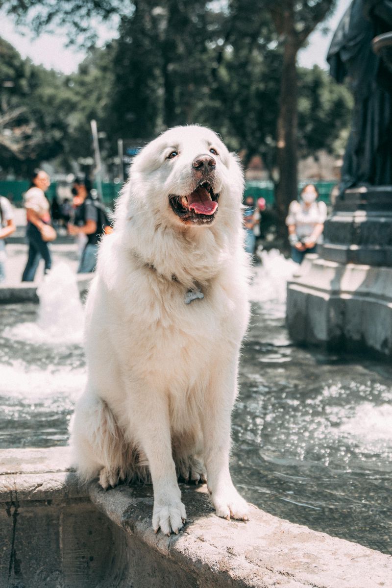 16 dog breeds that love you deeply without acting clingy 3 Great Pyrenees