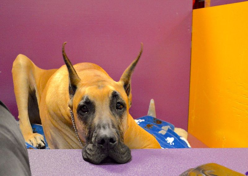 13 dog breeds known for their high adoption and ownership costs 9 Great Dane