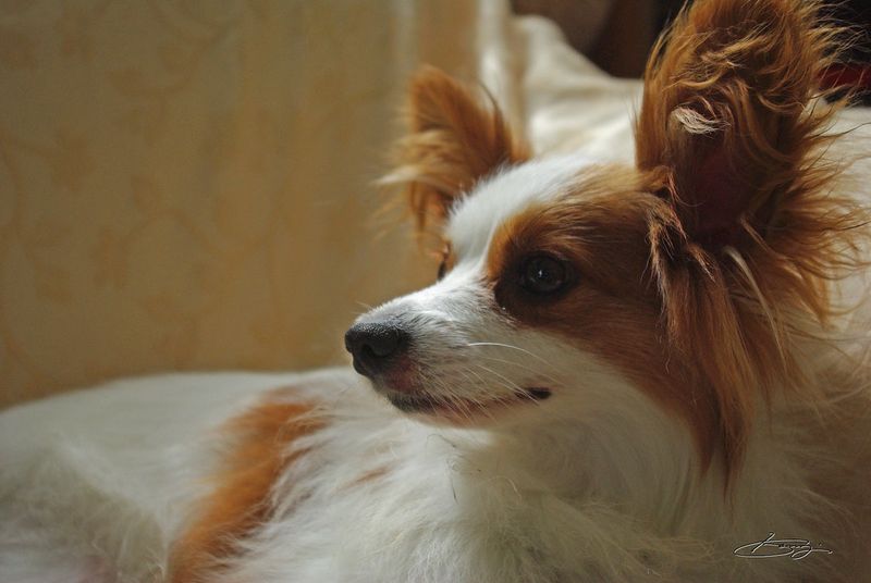 16 dog breeds that have been historically linked to royalty, status or elite ownership 8 Papillon