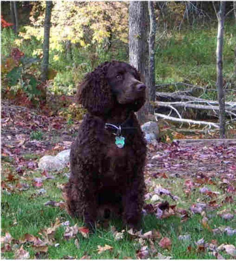 15 dog breeds that look like they belong in a foggy village by the sea 5 American Water Spaniel