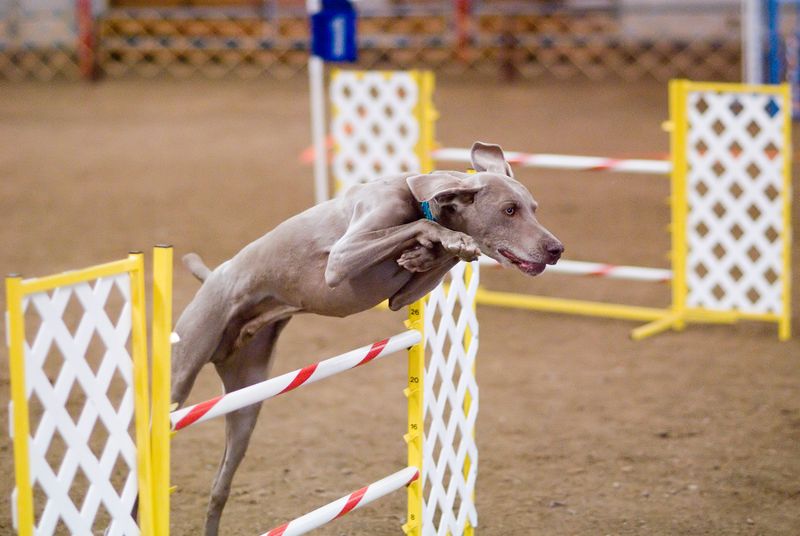 Weimaraner