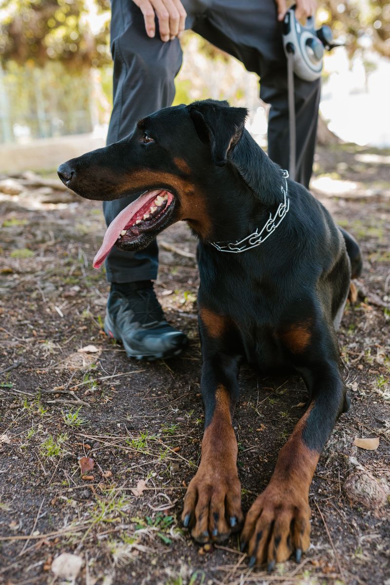 These 12 dog breeds would rather spend one perfect afternoon with you than meet a hundred new people 3 Doberman Pinscher