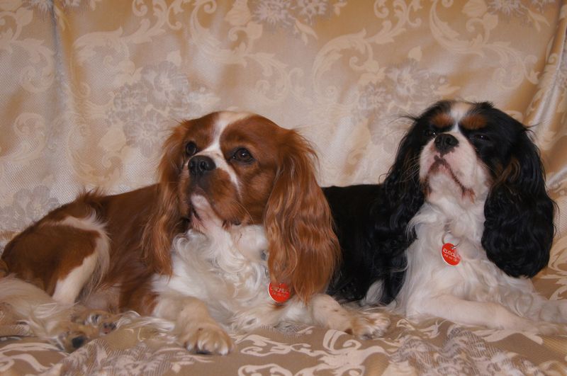 Cavalier King Charles Spaniel