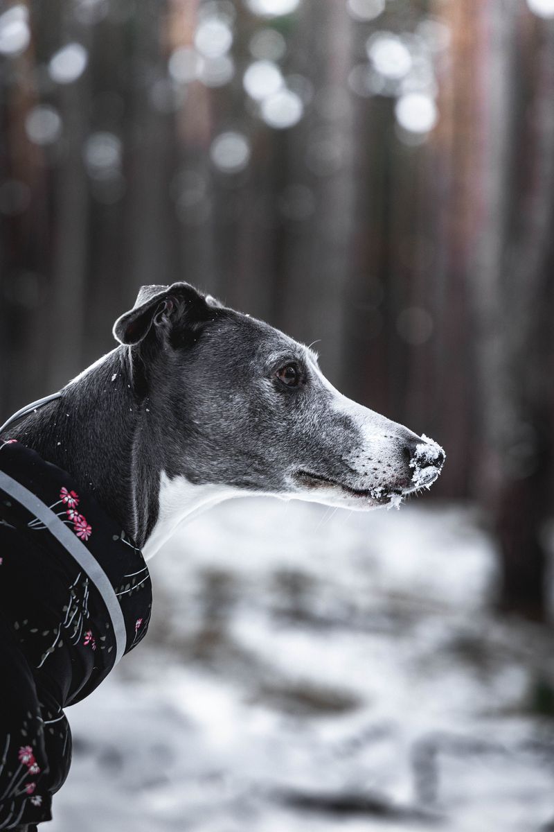 Looking for a confident companion that doesn't need endless space? These breeds deliver 5 Whippet