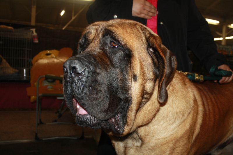 25 Dog Breeds Similar to the Bullmastiff in Strength and Temperament 2 English Mastiff