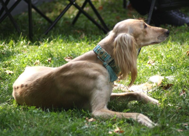 Saluki