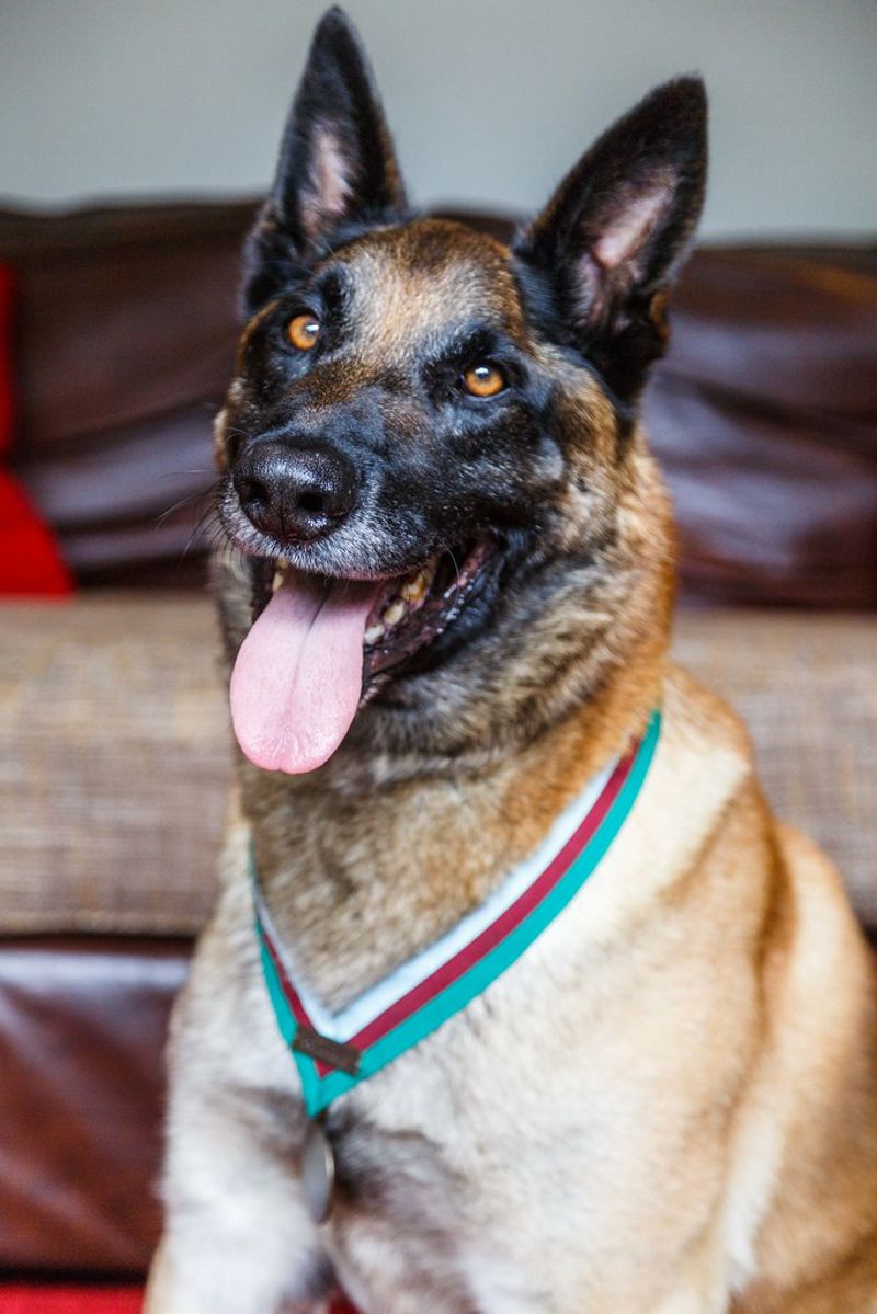 Belgian Malinois