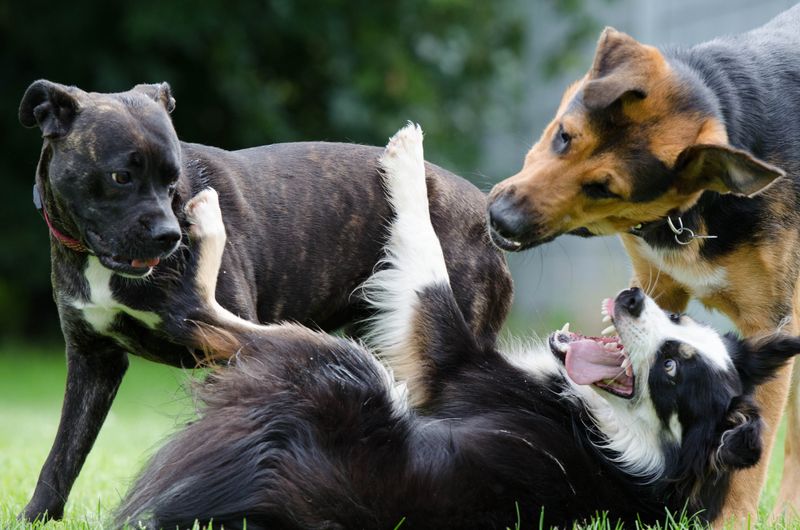 Not every match works - these 11 dog breed pairings can be tough to manage together 4 Border Collie + Low-energy breed (e.g. Bulldog)