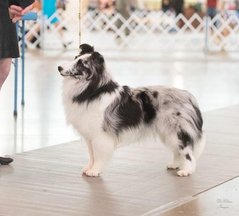 Shetland Sheepdog
