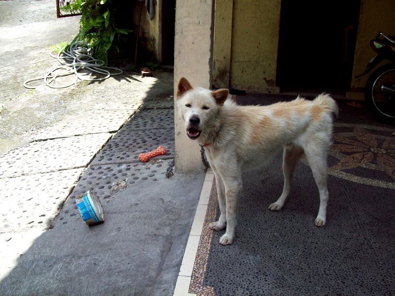 Kintamani-Bali Dog