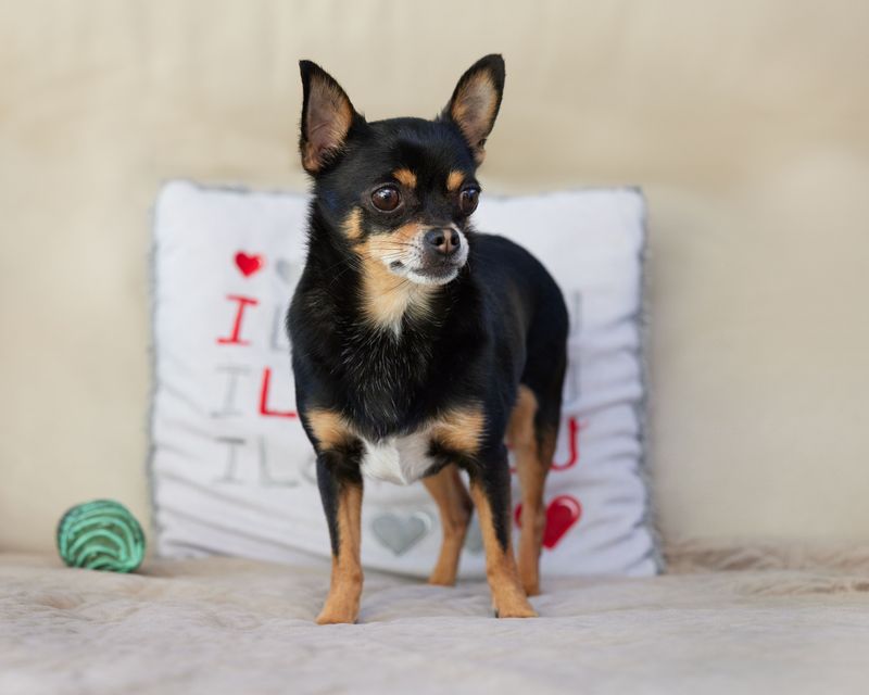 Long-lived dog breeds really do exist, and these 11 often reach 15 or older 2 Chihuahua