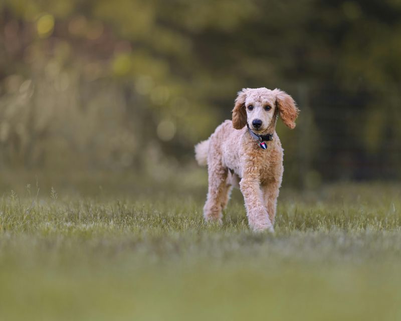 Standard Poodle