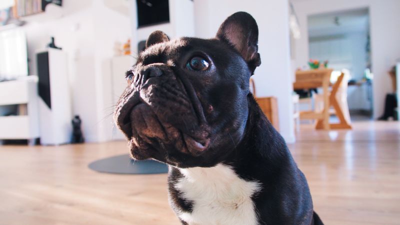 French Bulldog