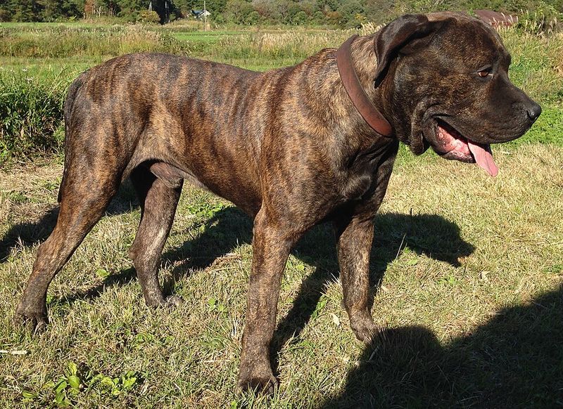 Presa Canario