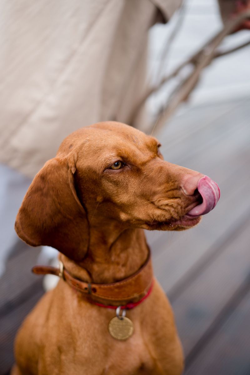 Vizsla