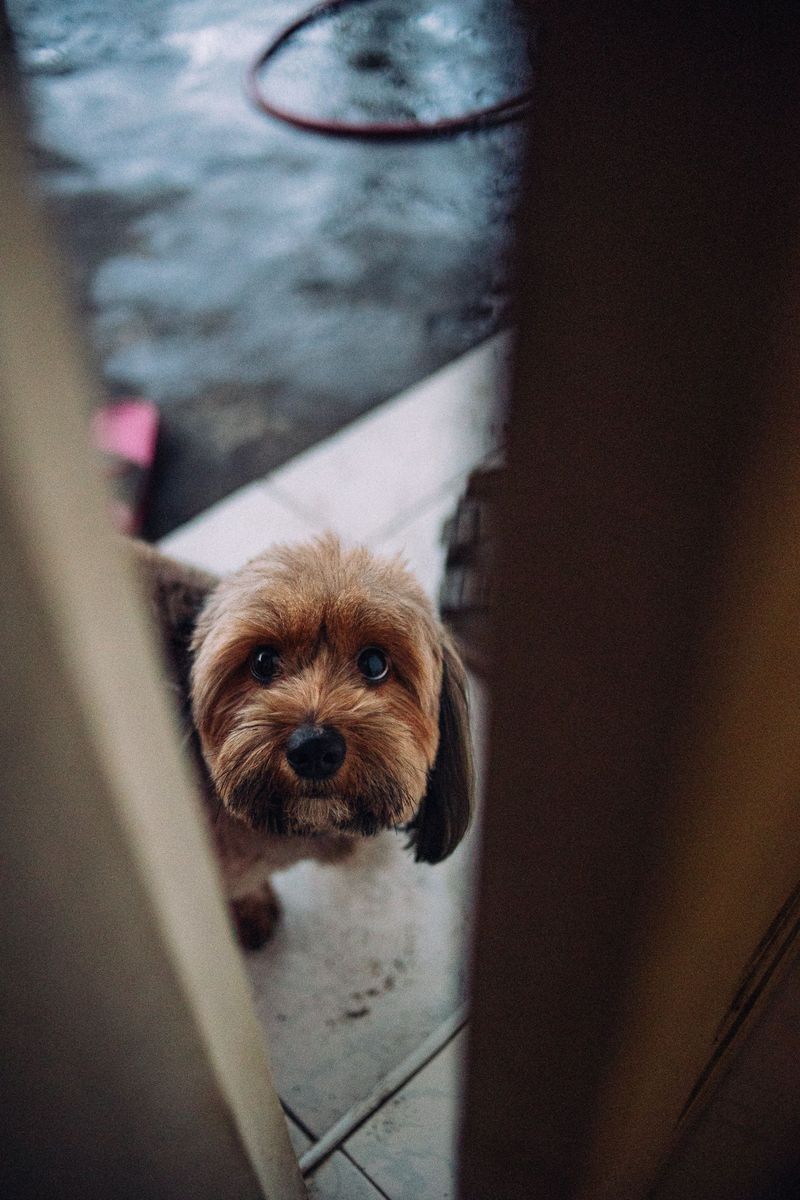 11 subtle signs your dog is deeply loyal - and 2 that have nothing to do with following you around 8 Seeks you out when frightened or uncertain