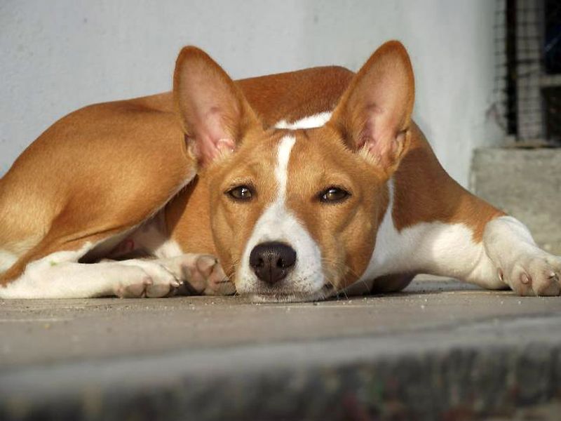 “Stop Letting Strangers Pet Your Dog” Posts Keep Starting Fights - 13 Breeds Named Most in Consent Debates 6 Basenji
