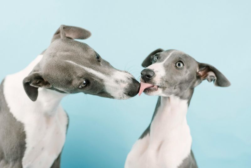26 Healthy Dog Breeds That Rarely Face Serious Medical Issues 12 Whippet