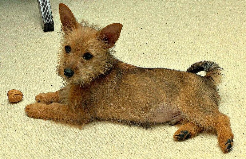 Australian Terrier