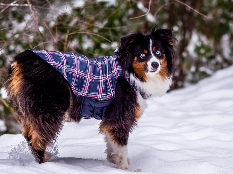 Australian Shepherd