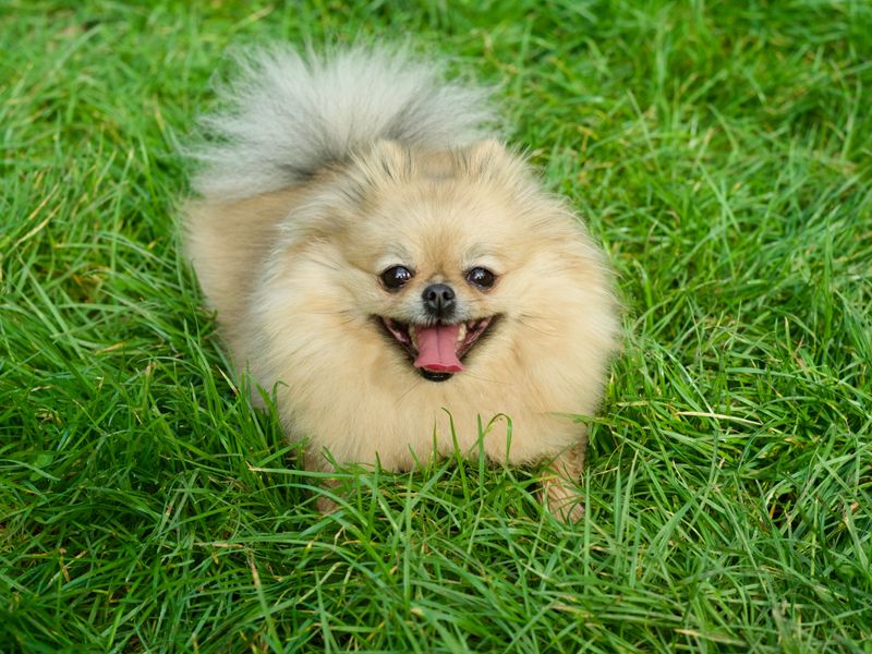 Pomeranian