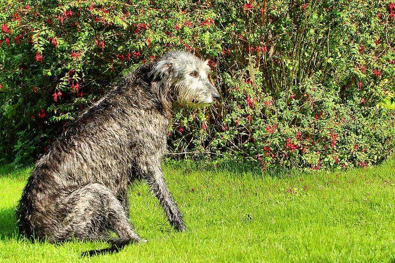 11 breeds that can turn routine care into a surprisingly large annual budget 11 Irish Wolfhound