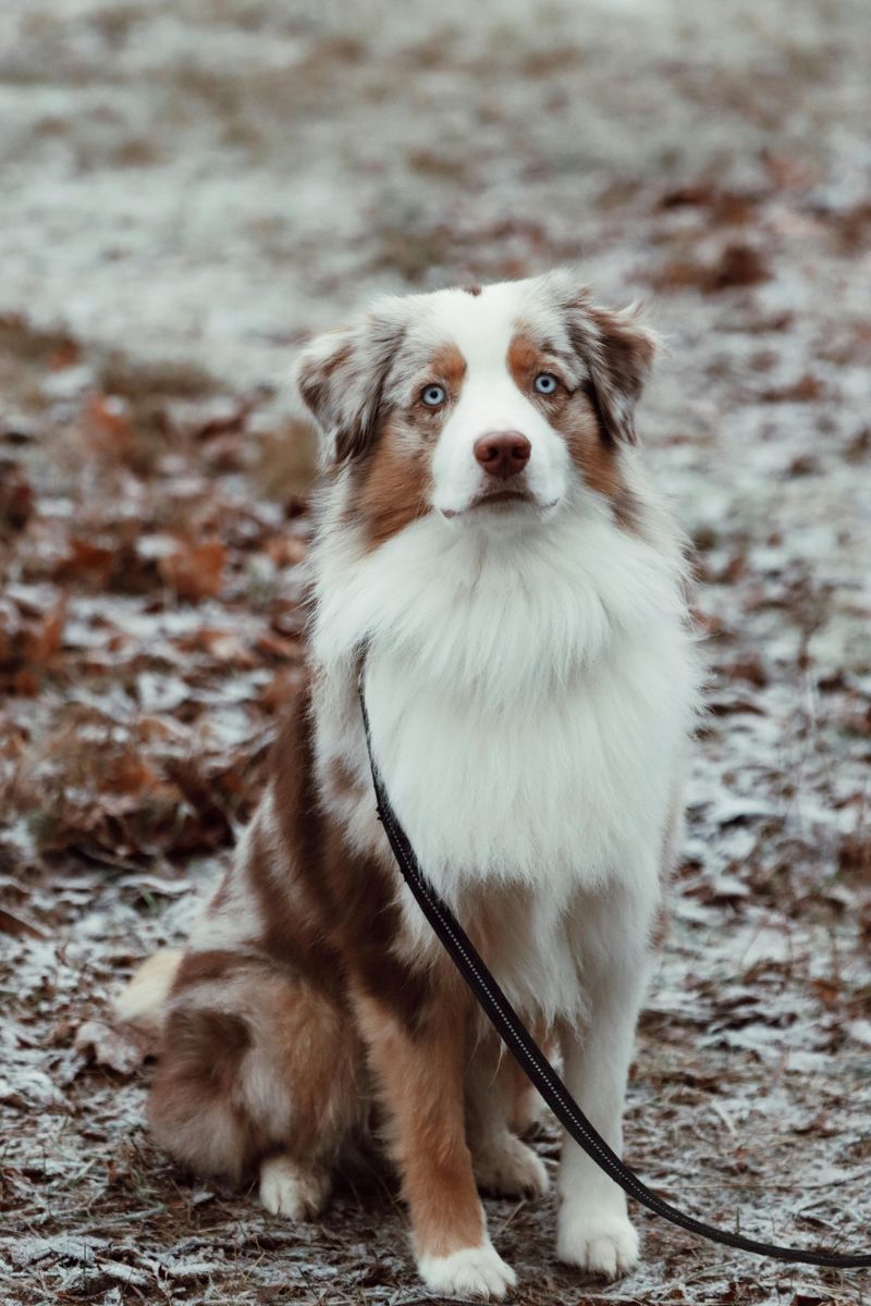 25 Dog Breeds That May Be Too Demanding for Older Owners 11 Australian Shepherd