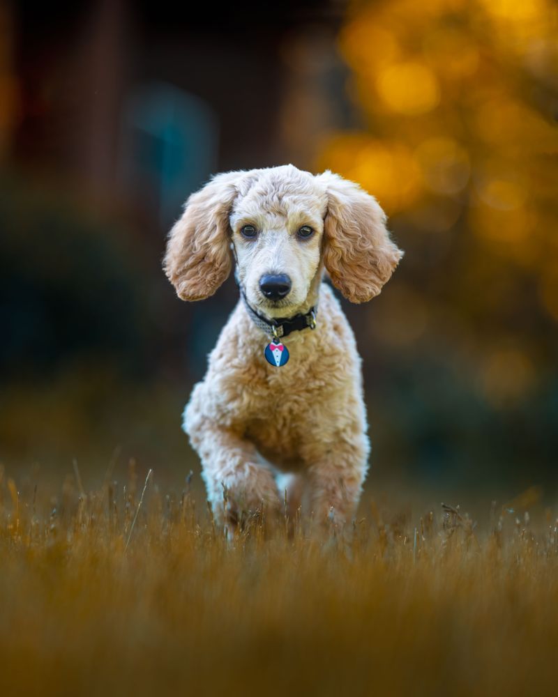 Standard Poodle