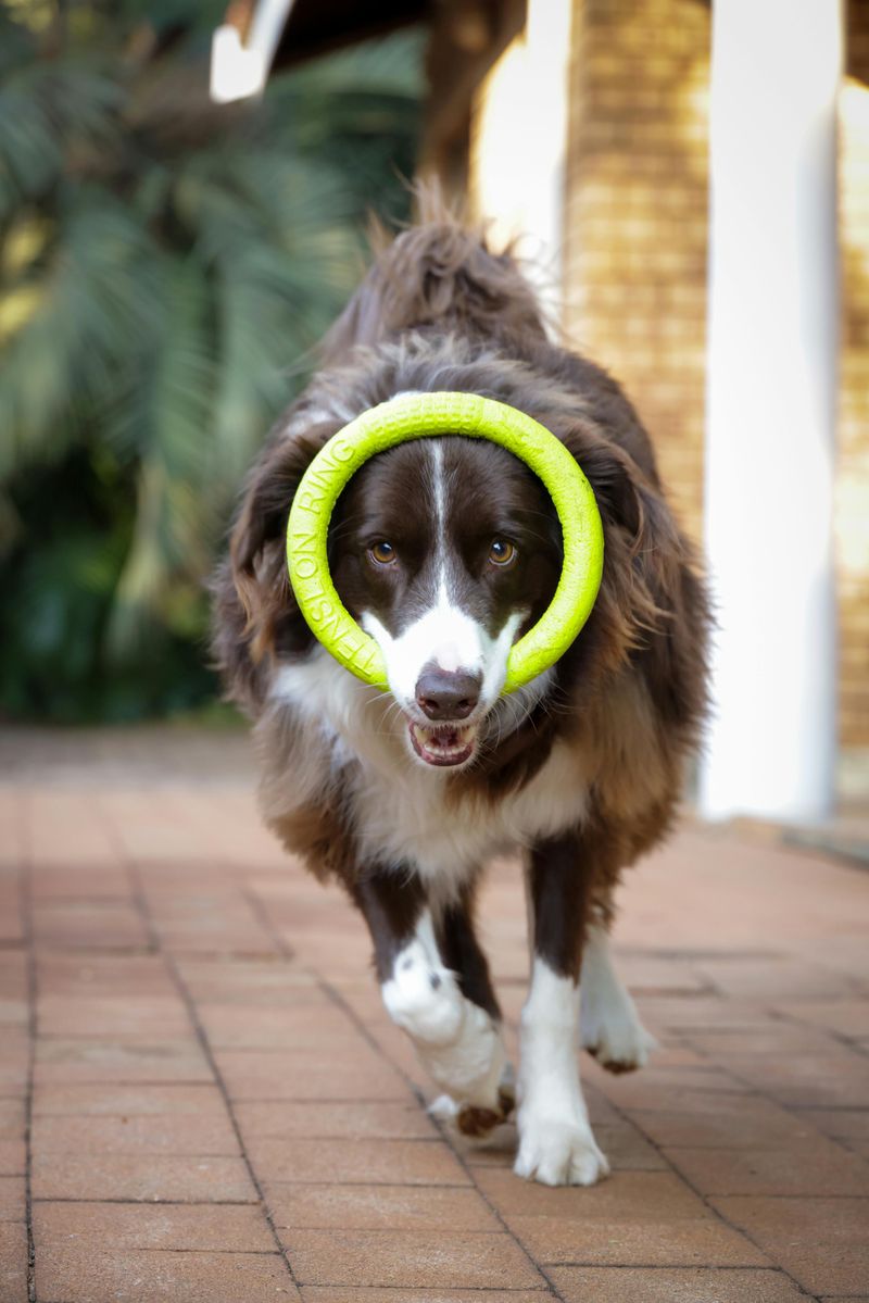 Border Collie