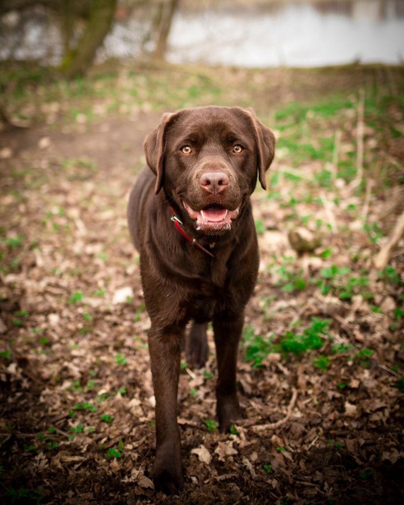 Living with these dog breeds can mean deciding whether to laugh first or clean up first 8 Labrador Retriever