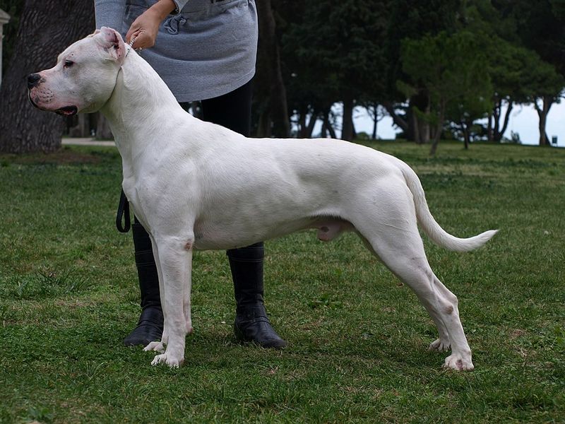 These 13 guard dogs don’t bark for attention - their presence alone is enough 13 Dogo Argentino