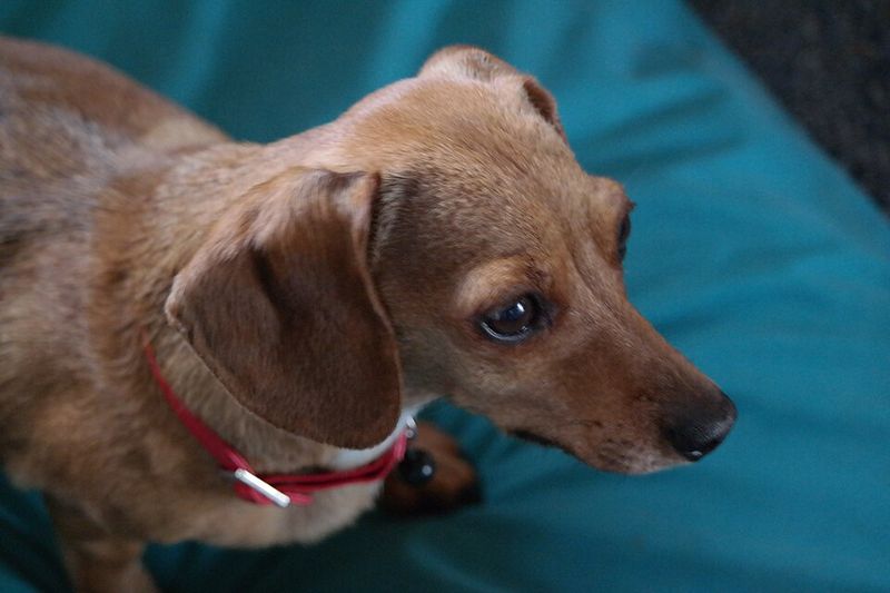 Chiweenie (Chihuahua + Dachshund)