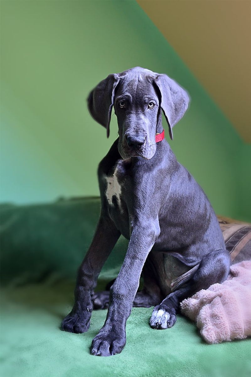 13 Dog Types That Turn Your Sofa Into Their Personal Throne 5 Great Dane