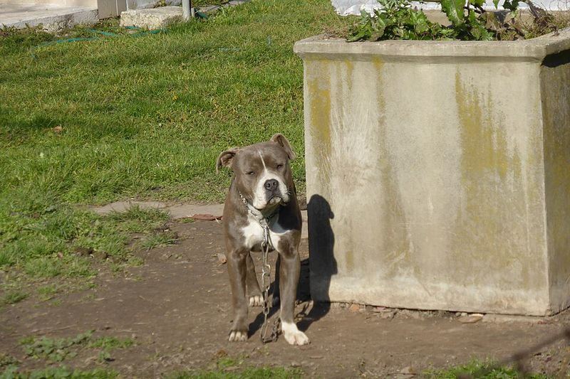 Some dogs make toys last for months - These breeds can treat durability claims like a challenge 8 American Bulldog