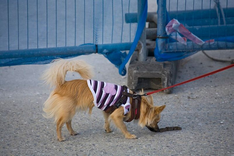 Excessive Sniffing to Avoid Interaction