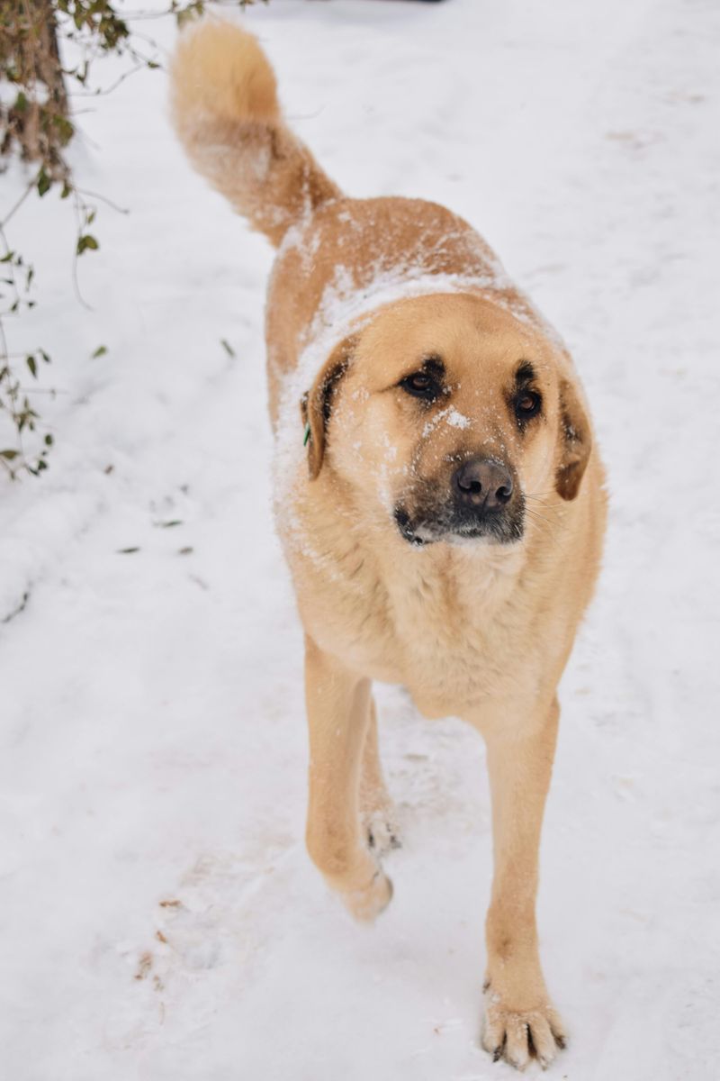 The Real Difference Between Guarding and Territorial Stress - 10 Guardian Breeds Owners Must Understand 10 Kangal