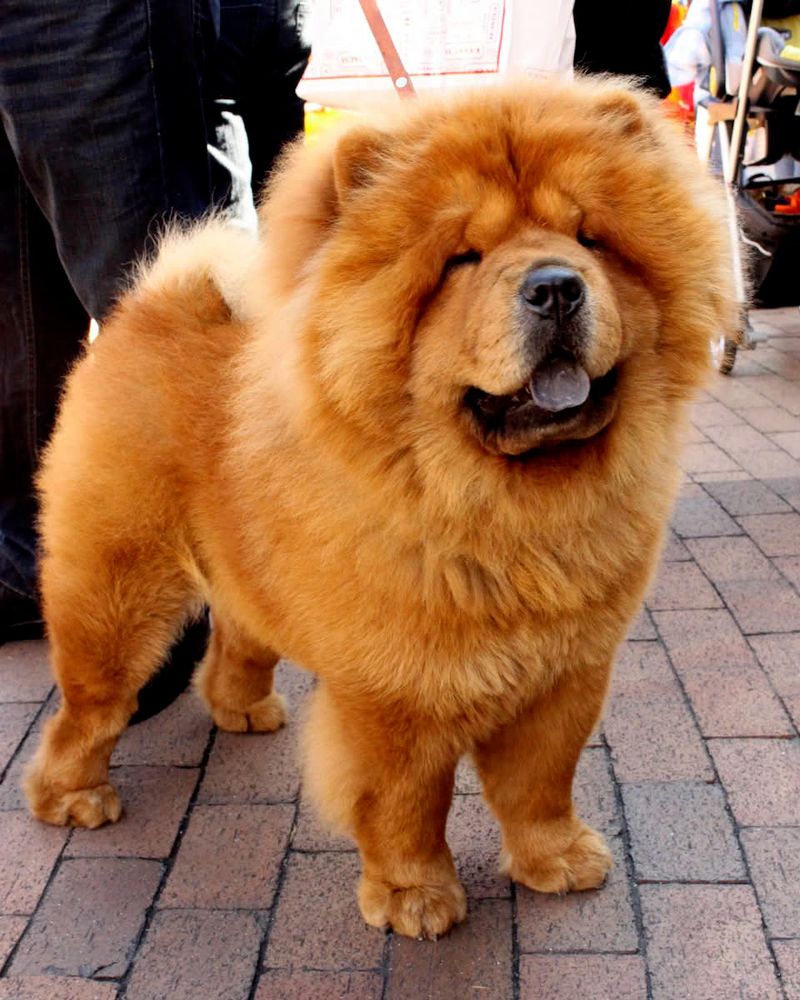 22 Small and Large Dog Breeds That Handle Being Home Alone Well 4 Chow Chow