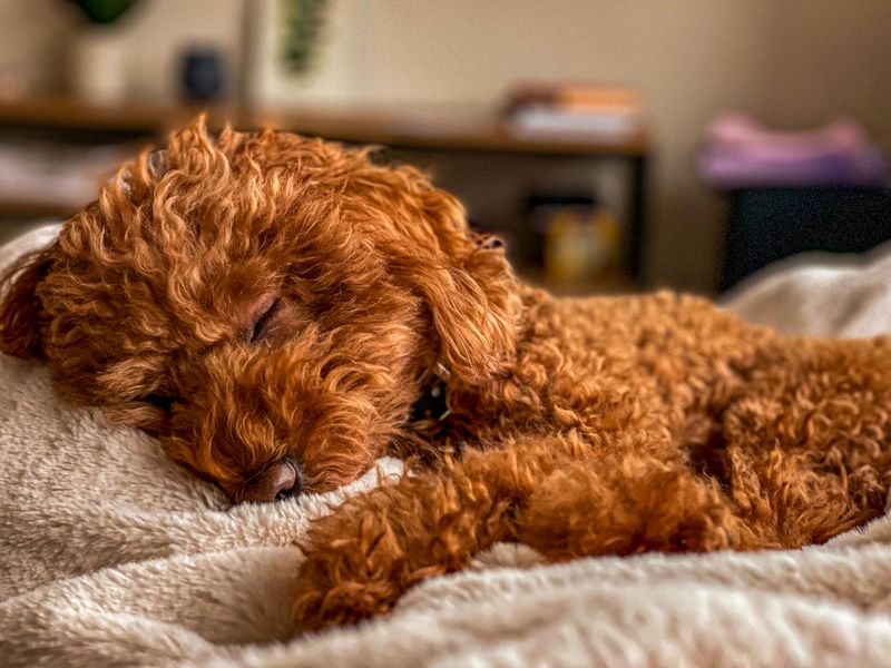 22 Easygoing Dog Breeds Known for Their Gentle Temperaments and Senior Compatibility 12 Toy Poodle