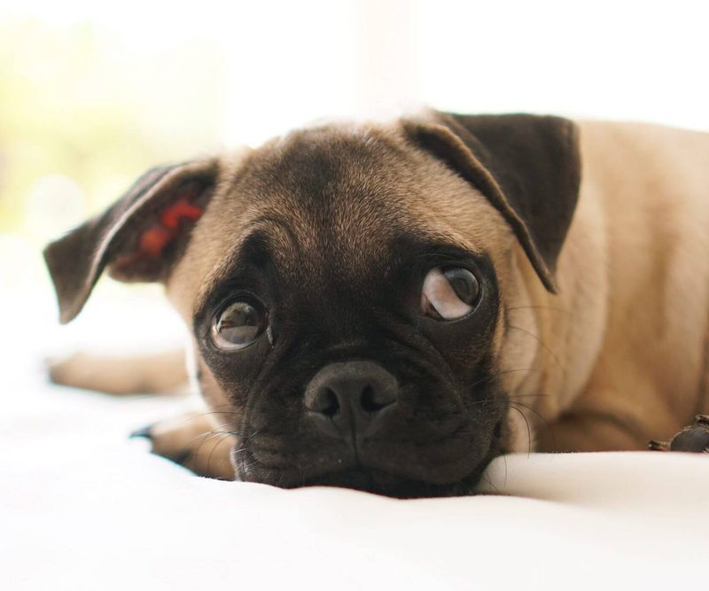 The Crate Debate Is Back - 11 Red Flags Your Dog Isn’t “Settling,” They’re Panicking 12 Crate avoidance the next day