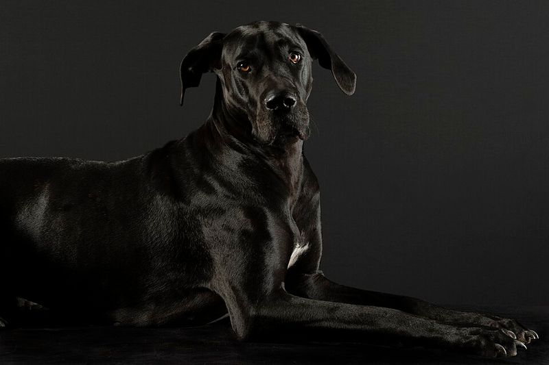 18 dog breeds that become calm only after they fully trust you 8 Great Dane
