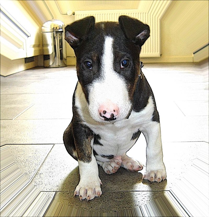 Bull Terrier