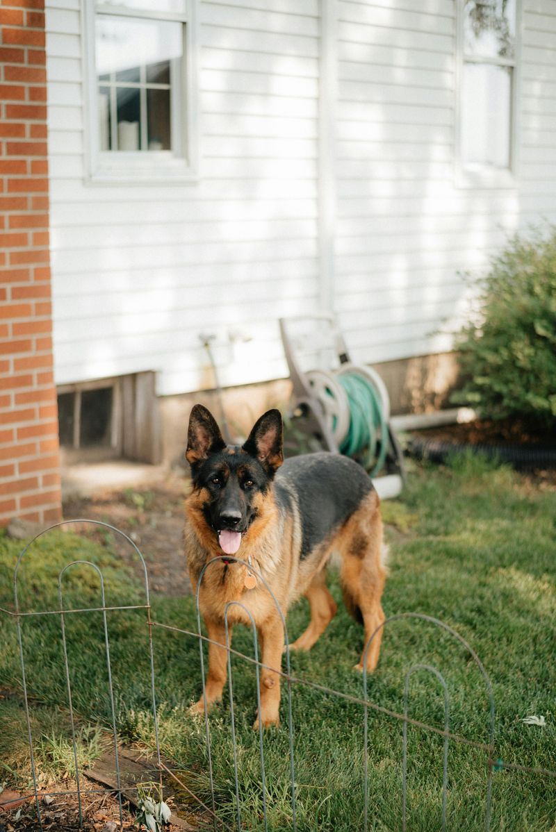 German Shepherd
