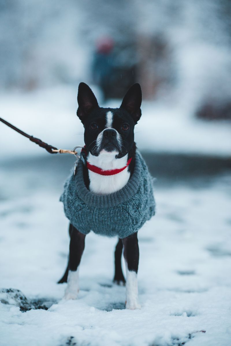 10 dog breeds that could be exactly what your household needs - even if they weren't on your original adoption list 6 Boston Terrier