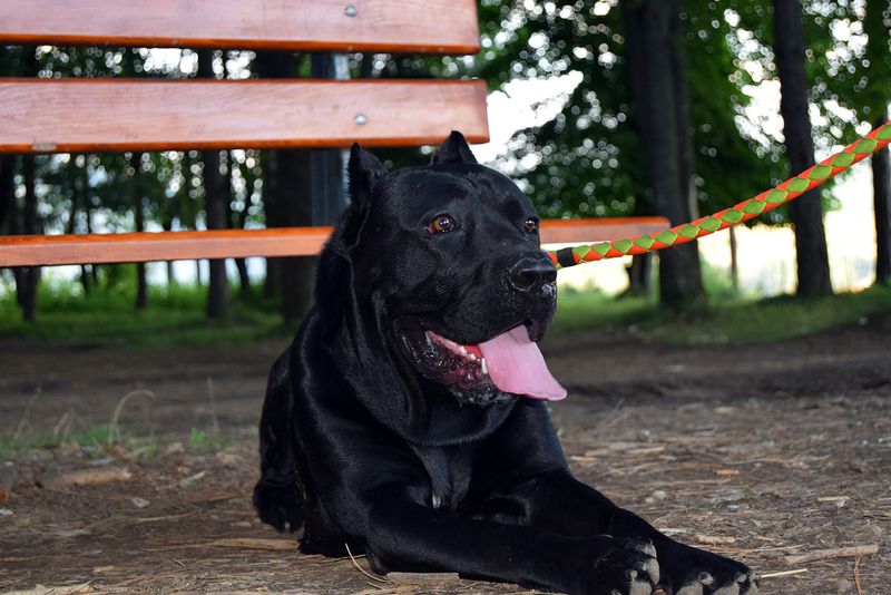 Cane Corso