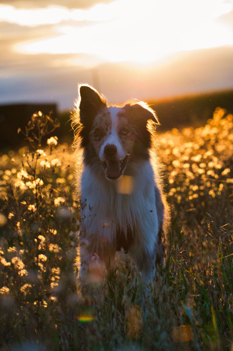 Think your dog is just keeping you company? These 12 breeds may be doing much more 5 Border Collie