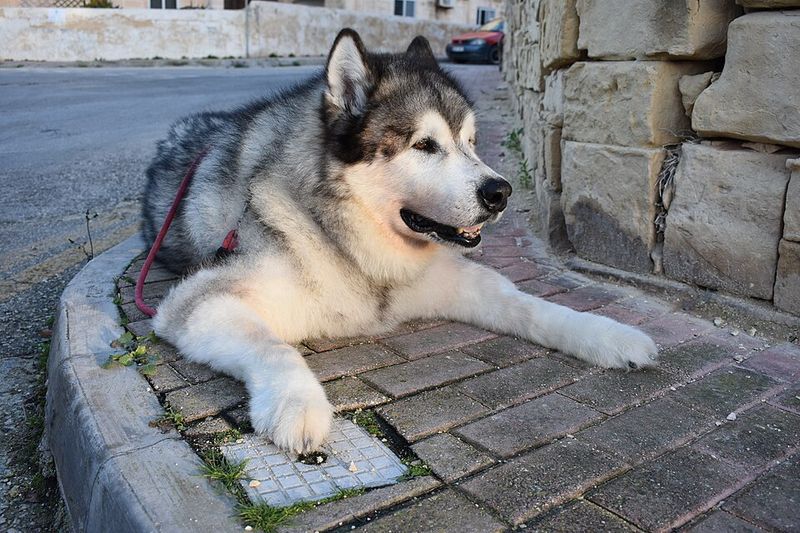 Retirement should give you more freedom - The wrong dog can quietly take much of it back 12 Alaskan Malamute