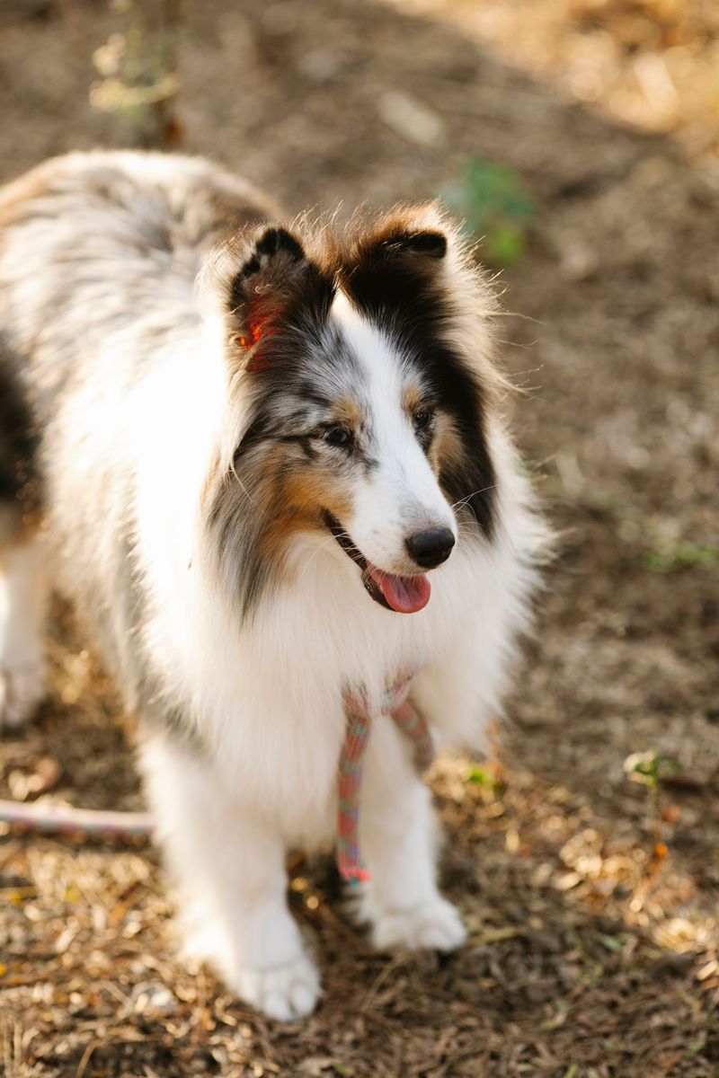 If you trust these 13 breeds off-leash, make sure you understand the risks first 7 Shetland Sheepdog