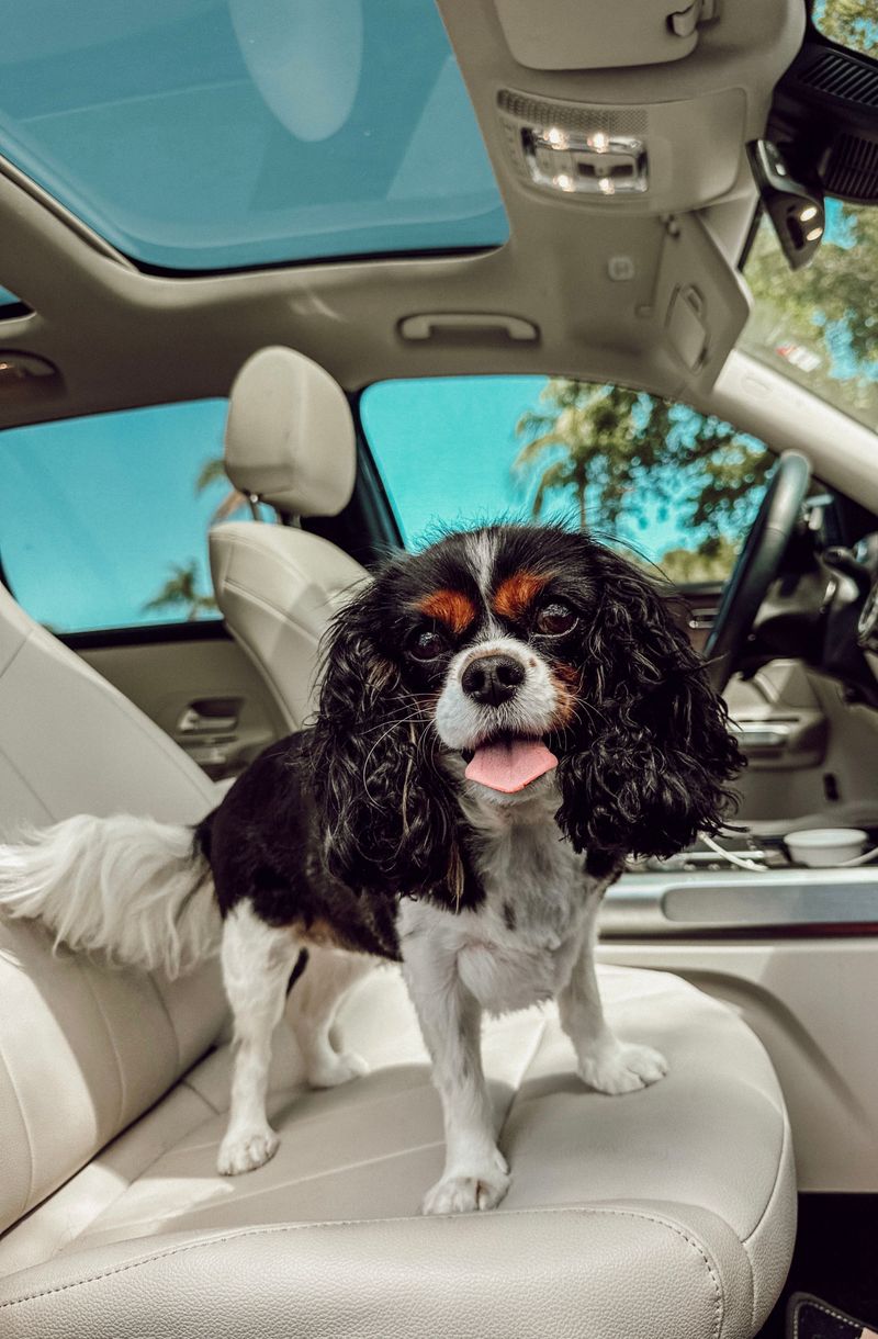 Cavalier King Charles Spaniel