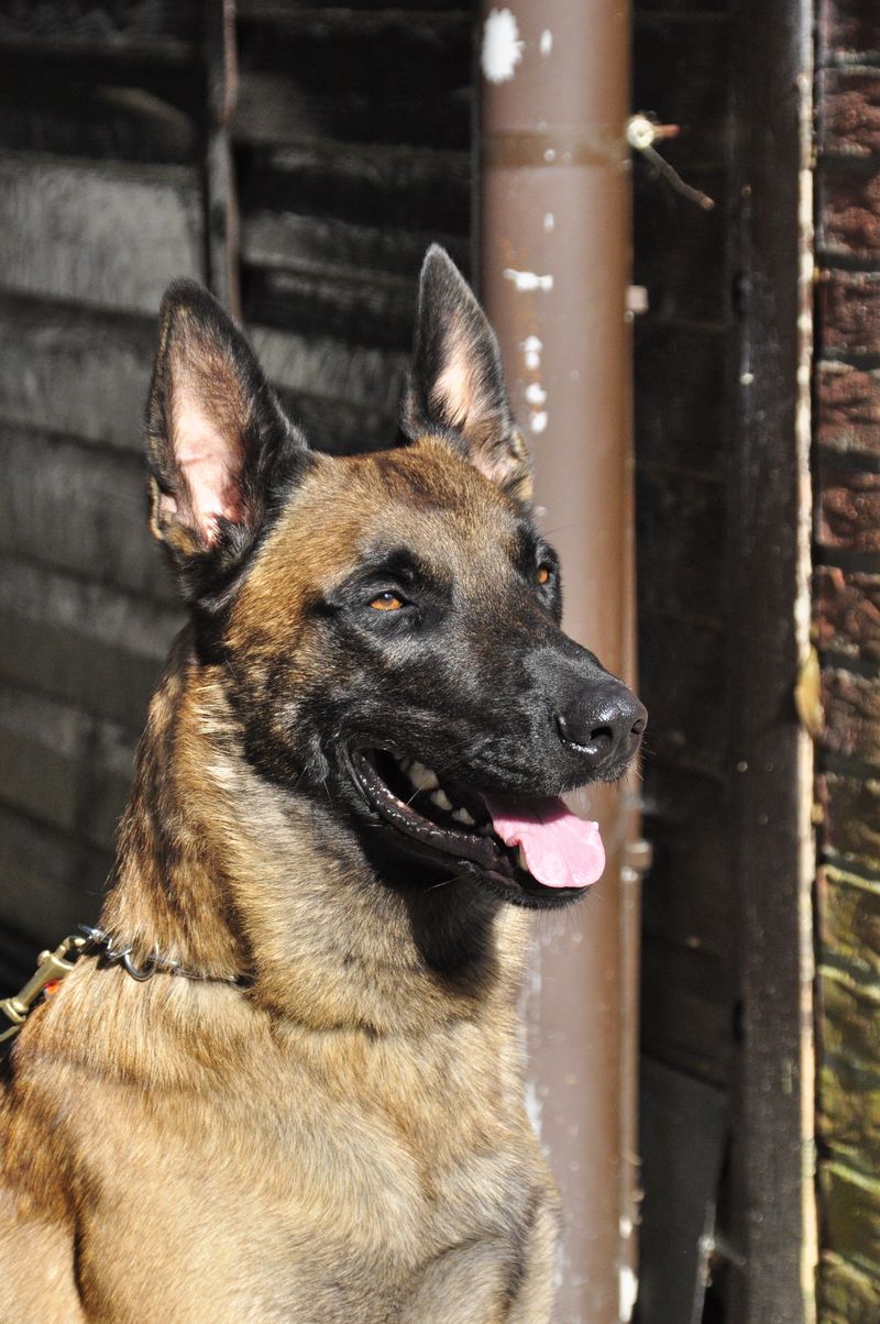 These 11 breeds are recognized for their strong bite force 12 Belgian Malinois