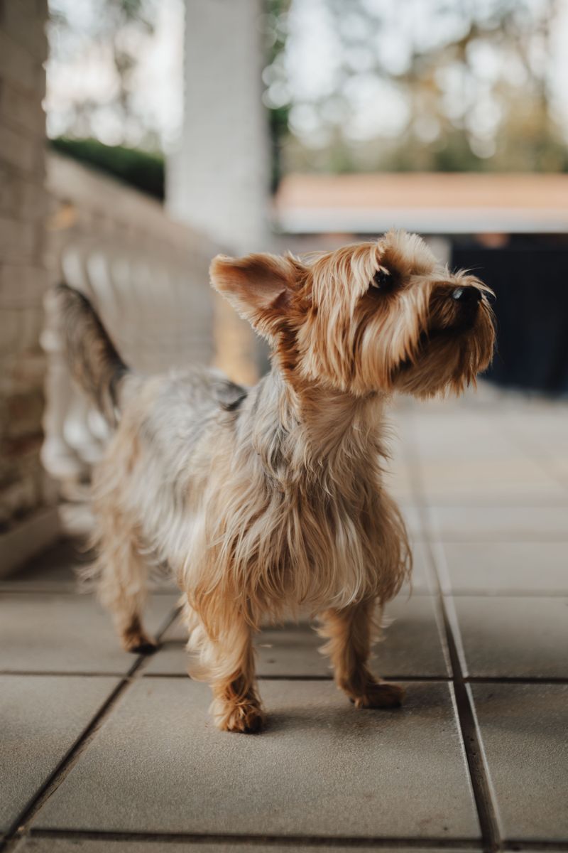 Your dog isn't acting like itself anymore? These 13 breeds highlight why small changes deserve a closer look 13 Yorkshire Terrier